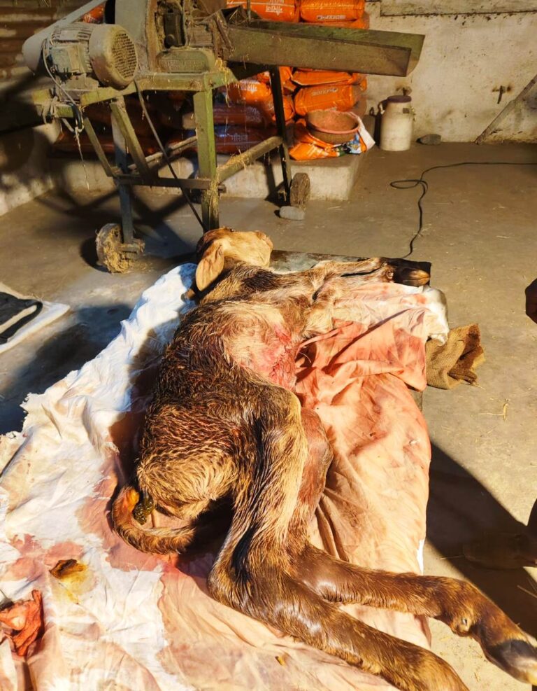 दुर्लभ विकृति इविसरेशन से ग्रसित नवजात बछड़े का हुआ जटिल ऑपरेशन  जिला पशु चिकित्सकों की टीम ने किया सफल ऑपरेशन