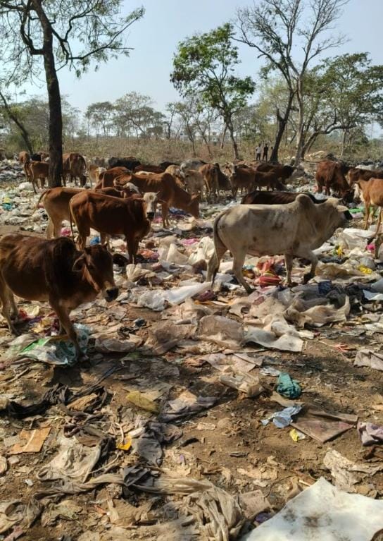 चकरभाठा में कचरा डंपिंग बना गौवंश के लिए काल: 3 गायों की मौत से ग्रामीणों में भारी आक्रोश  14 मार्च को होली मिलन समारोह की शोभायात्रा की घोषणा