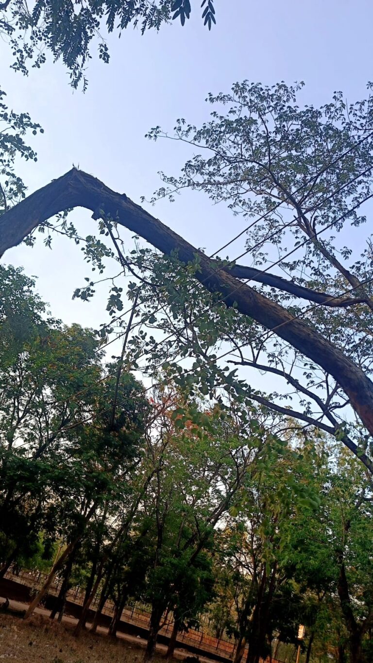 तूफान के बाद टूटी व्यवस्था: पेड़ गिरने से बिजली लाइन ध्वस्त, कई दिनों से अंधेरे में चकरभाठा क्षेत्र