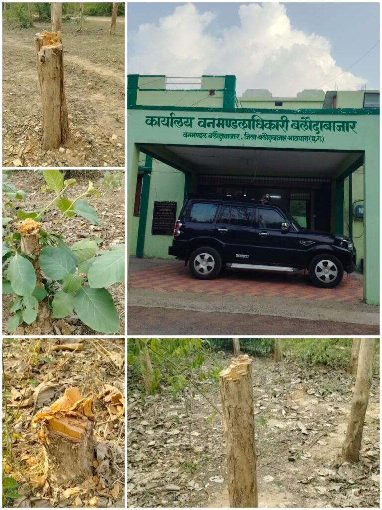 बलौदा बाजार वन संरक्षण पर सवाल?? डीएफओ जंगल बचाने मे हुए विफल।