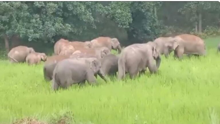 छत्तीसगढ़ से धमका 60 हाथियों का दल 24 गांव की नींद उड़ी वन विभाग अलर्ट